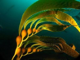 giant kelp 