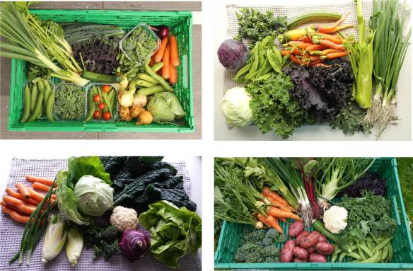 Grønnsaksinnhøsting