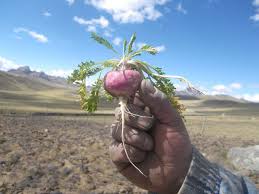 maca peru